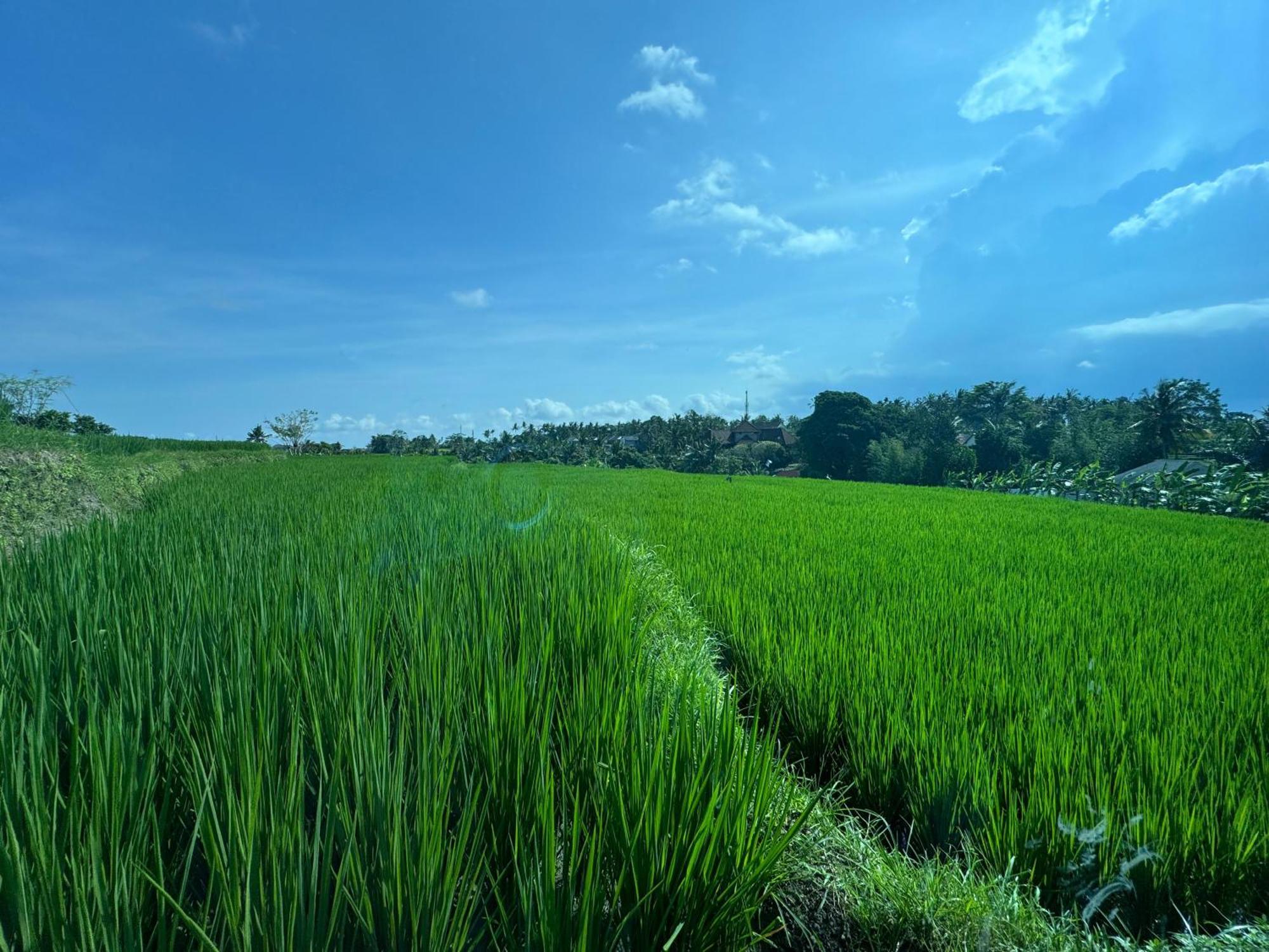 Kari Senja Luxury * Ubud (Bali)